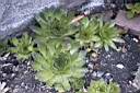 SEMPERVIVUM TECTORUM_1.jpg